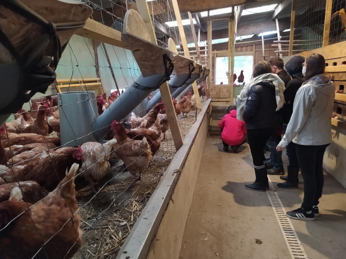 Visite d'élevage de poules