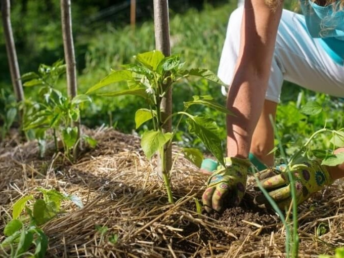 paillage, jardin, sol, mains, gants, plantation